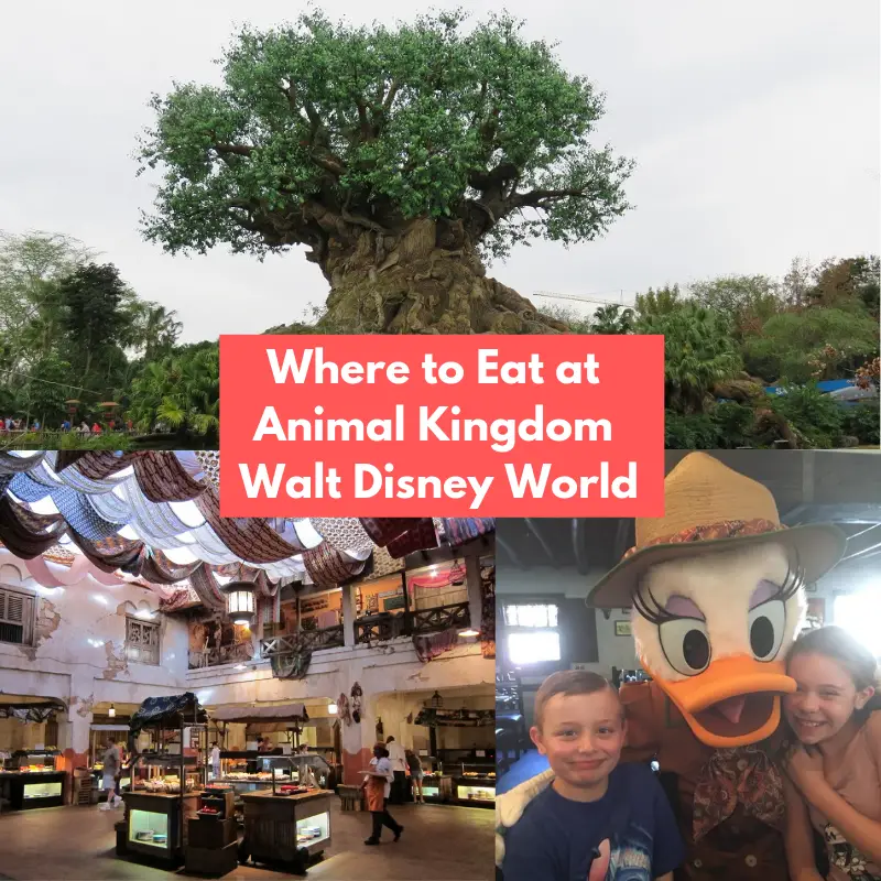 Where to Eat at Animal Kingdom