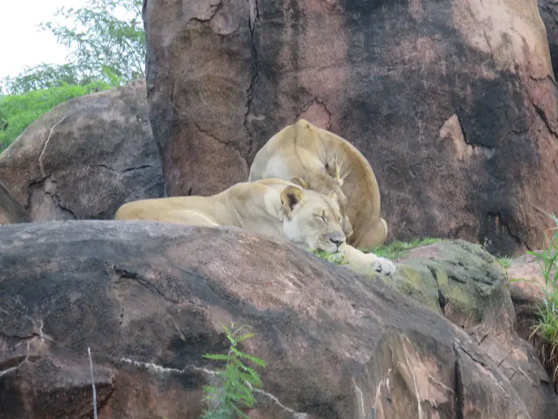 Lions that can be seen on Kilimanjaro Safaris