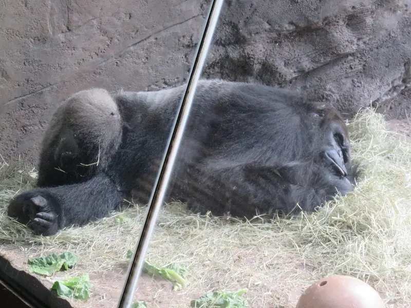 Seein the gorillas is one of our Must Do Animal Kingdom Activities