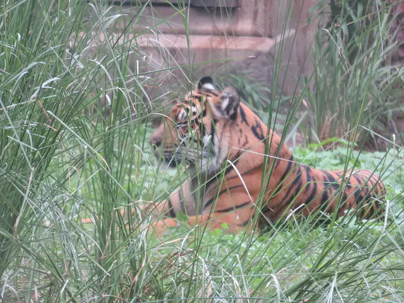 Must Do Animal Kingdom Activities inlclude seeing the tigers