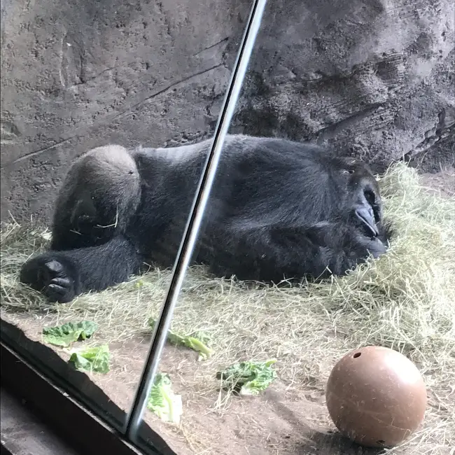 A sleeping Gorilla on the Exploration Trail at Animal Kingdom
