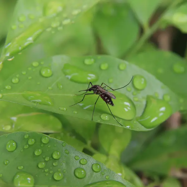 Plants that will allow water to roll off them are used to prevent mosquitoes