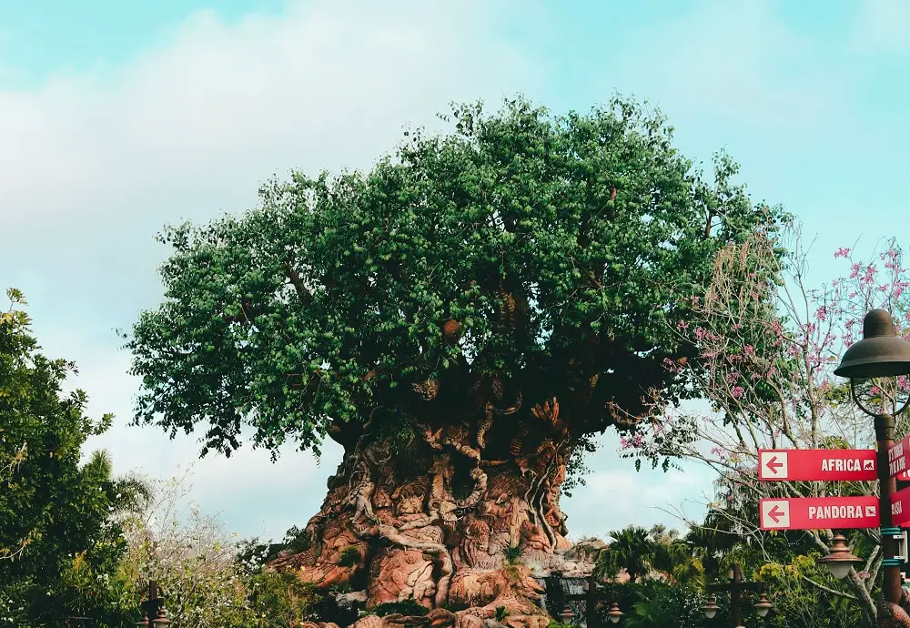 What to Wear in March at Disney World - Animal Kingdom