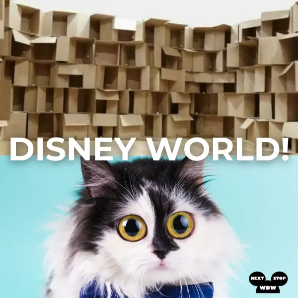 Disney World Cat Meme