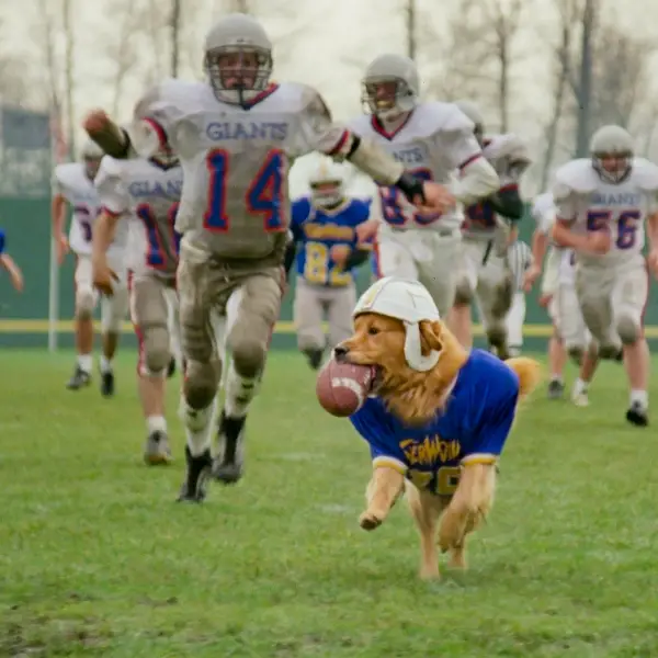 Disney Football Movie - Air Bud Golden Receiver