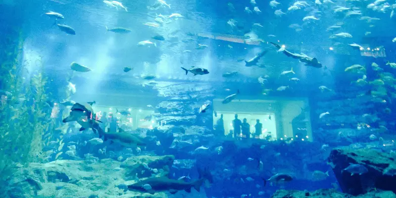 Aquariums in Florida