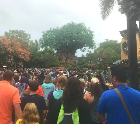 Crowds at Disney's Animal Kingdom theme park.